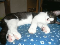 椅子の座布団の上で寝てます。