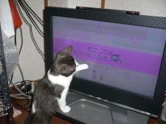 Wiiに興味津々。