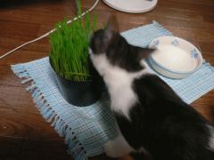 猫草ハムハム。