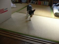 とってこい1