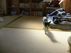 とってこい3
