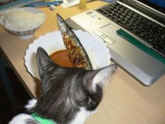 秋刀魚と猫。猫と秋刀魚。