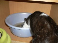 亀の水うめぇw
