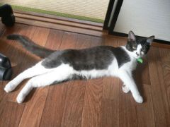 のびーん。