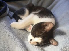 11月24日。眠り猫。