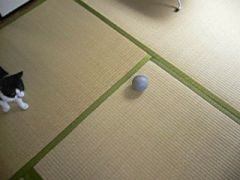 ロボモップを追うぞ!