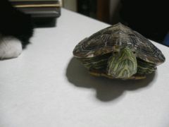 080202こっちみんな。