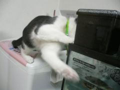 コロネ道はシグルイなり。