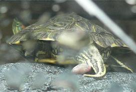 ちんこ…わかる?