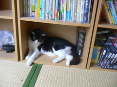 非難ぬこ。