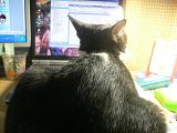 猫 コロネ