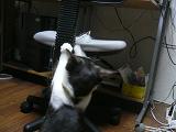 猫 コロネ