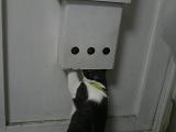 猫 コロネ