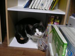 猫のコロネさーん