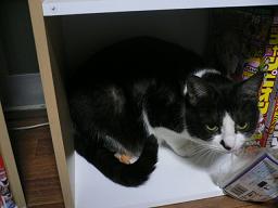 猫のコロネさん