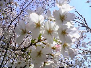 桜