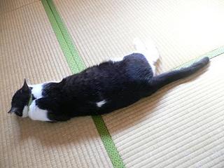 コロネ猫1。