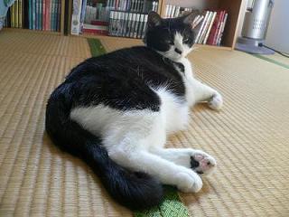 コロネ猫2。