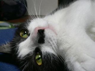 コロネ、猫