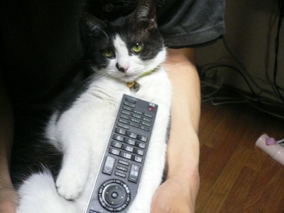 コロネ猫1。