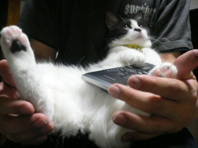 コロネ猫2。