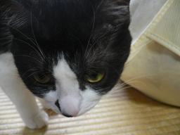 猫のコロネさん1