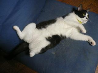 おおまたびらき。