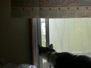 コロネは窓の外を見てうなる