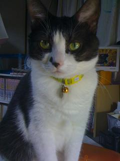 猫のコロネさん