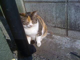 チビ猫ミケにゃん。