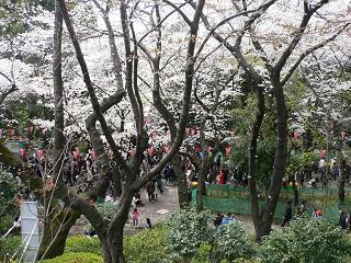 桜!