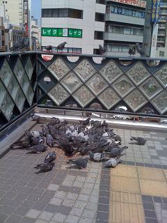 鳩