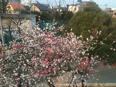 20110330 桜