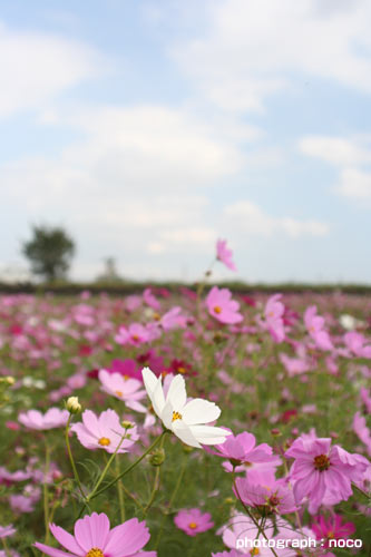 コスモス/TAMRON AF28−300mm F3.5−6.3 XR Di