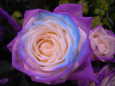 resize0599.jpg