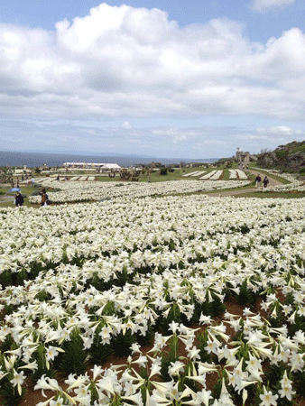 okinawa3.gif