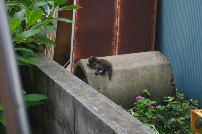 子猫