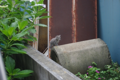 子猫