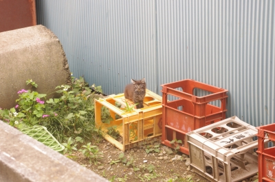 子猫