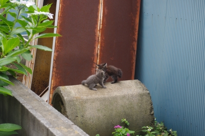 子猫が遊んでる