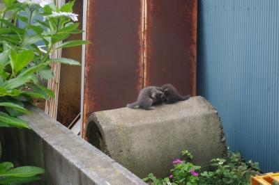子猫が遊んでる