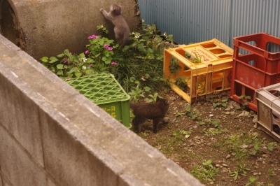子猫