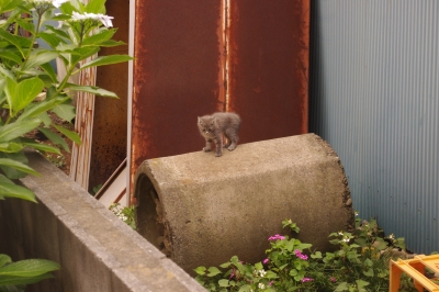 子猫