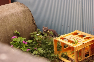 子猫
