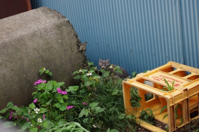子猫 サビ猫