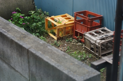 親猫 さび猫
