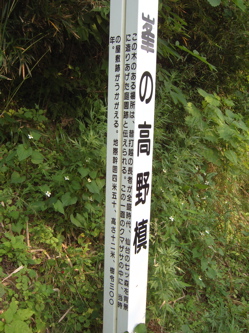 峯の高野槙