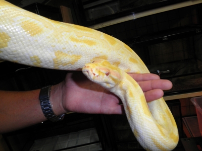 怪物へ 移動動物園 アクティブ ブログ