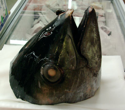 マグロの頭