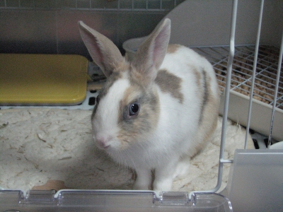 usagi